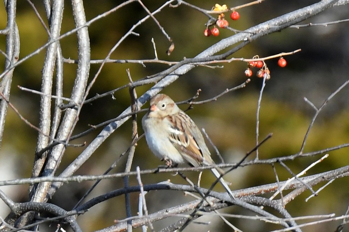 Field Sparrow - ML629834498