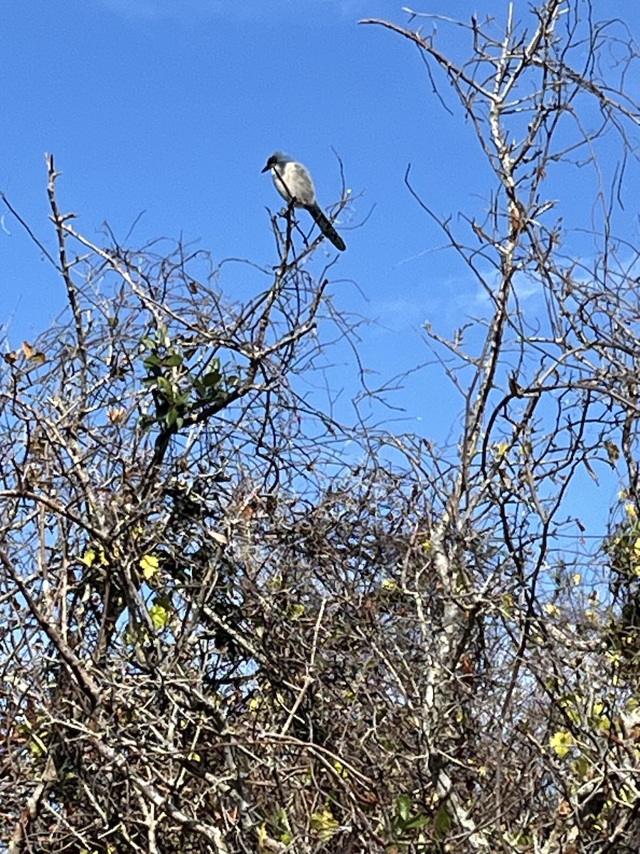 sojka křovinná - ML629834609