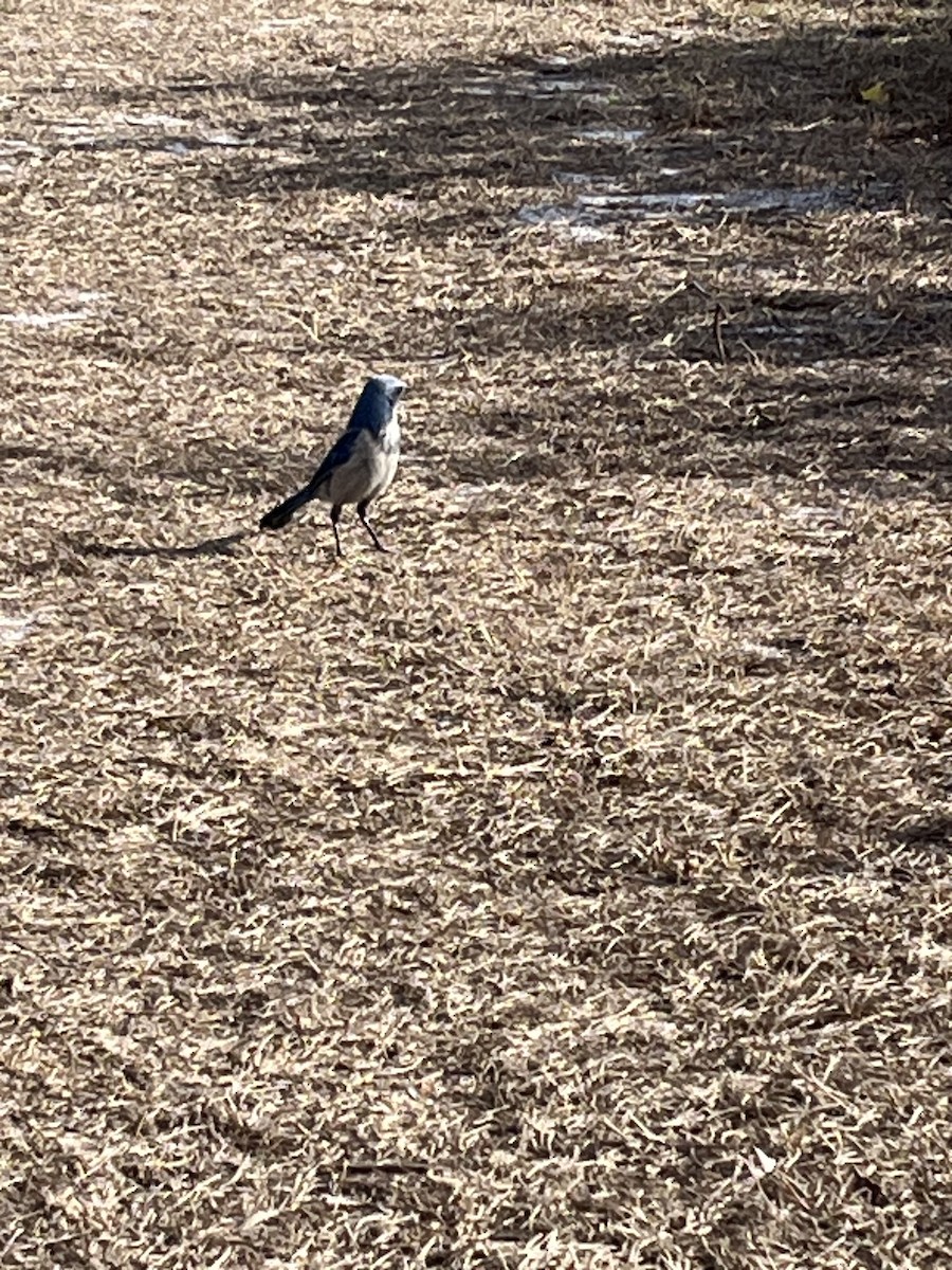 sojka křovinná - ML629834614