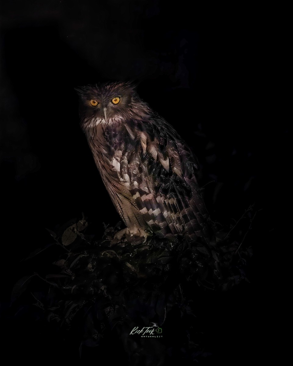 Brown Fish-Owl - ML629834787