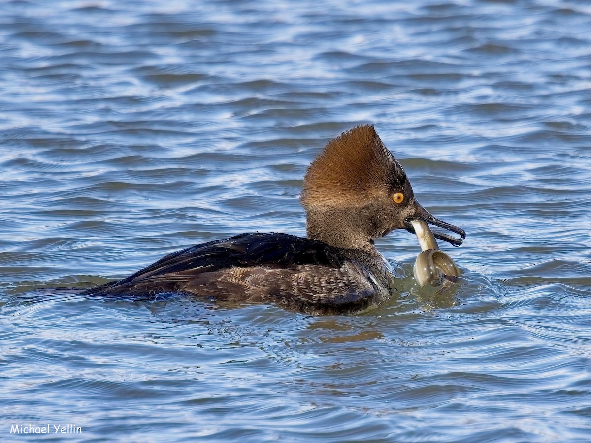 Hooded Merganser - ML629835186