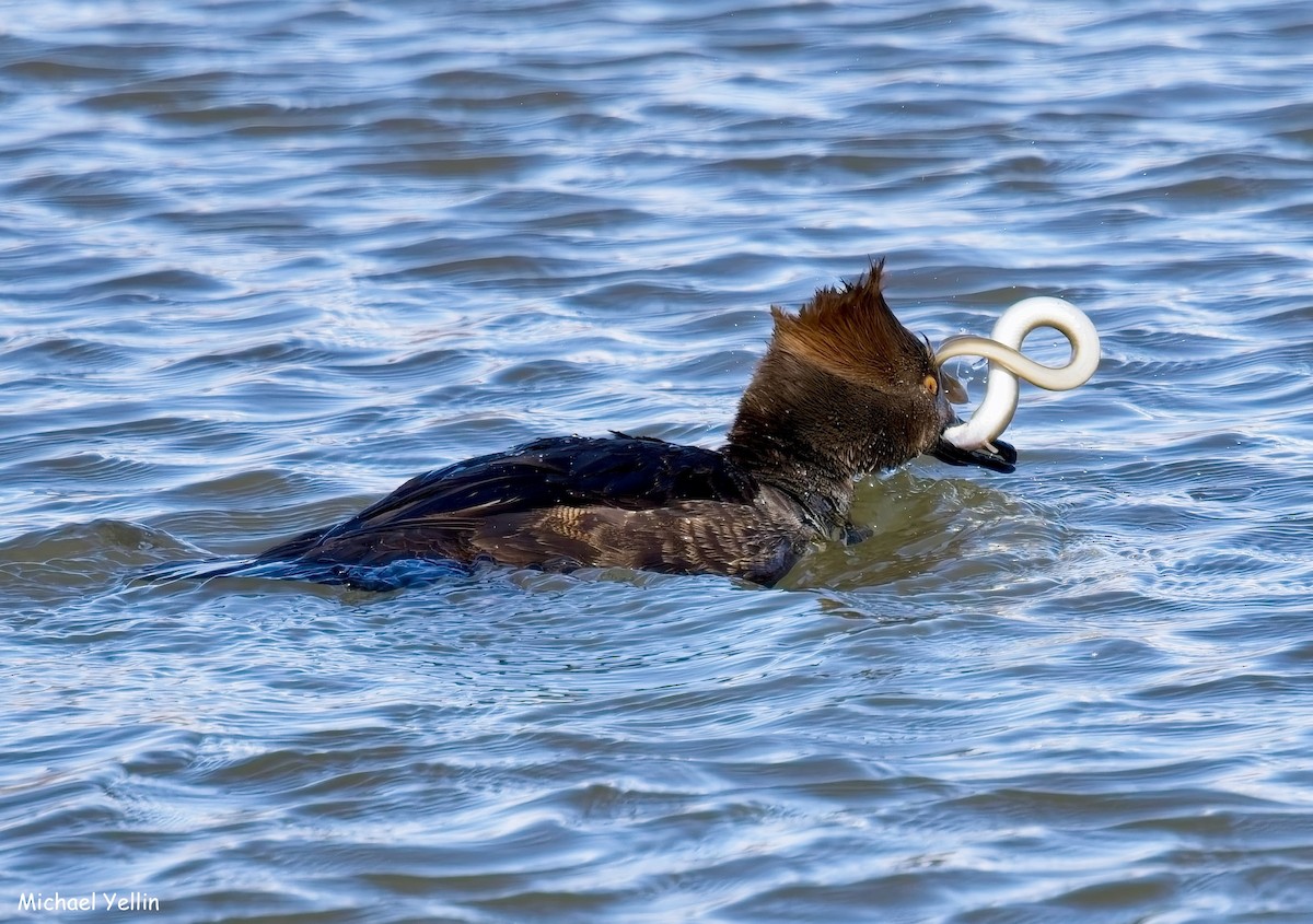 Hooded Merganser - ML629835189