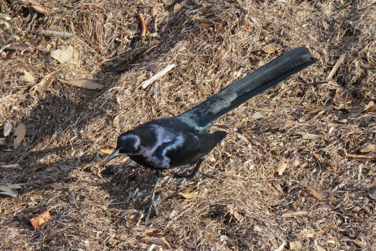 Great-tailed Grackle - ML629835197