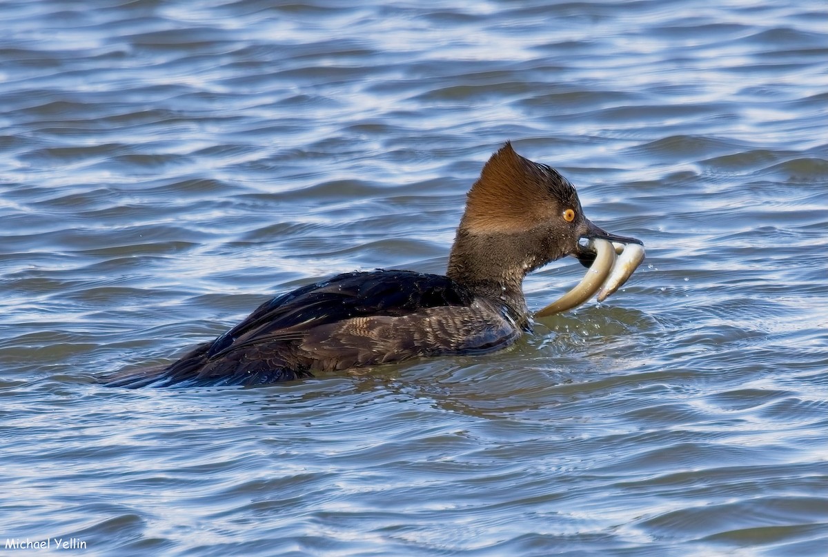 Hooded Merganser - ML629835198