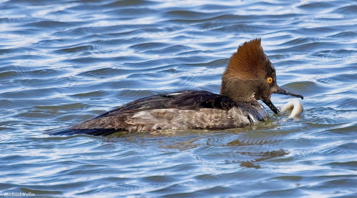 Hooded Merganser - ML629835204