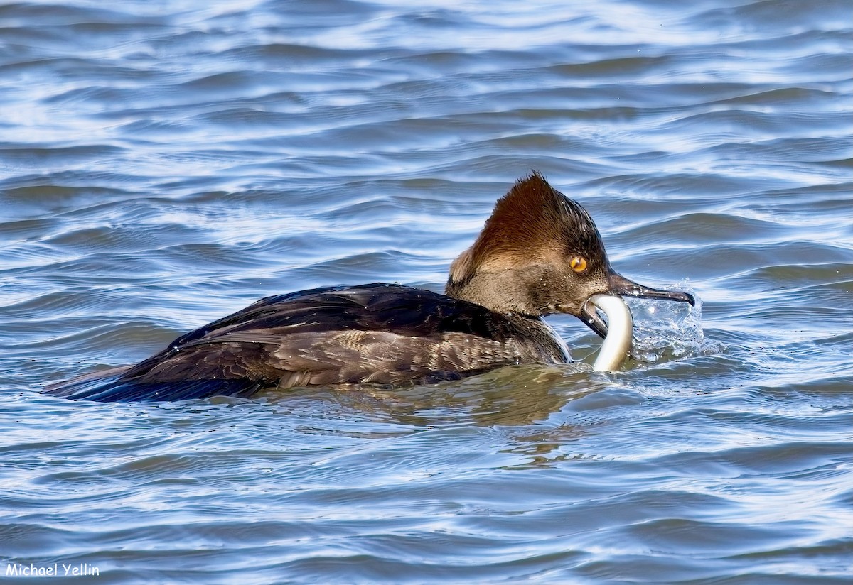 Hooded Merganser - ML629835209