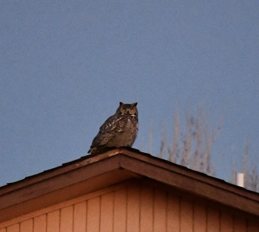 Great Horned Owl - ML629835222
