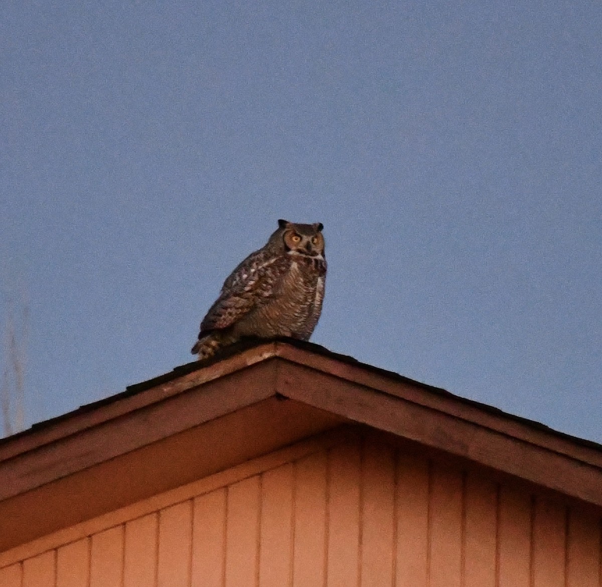 Great Horned Owl - ML629835223