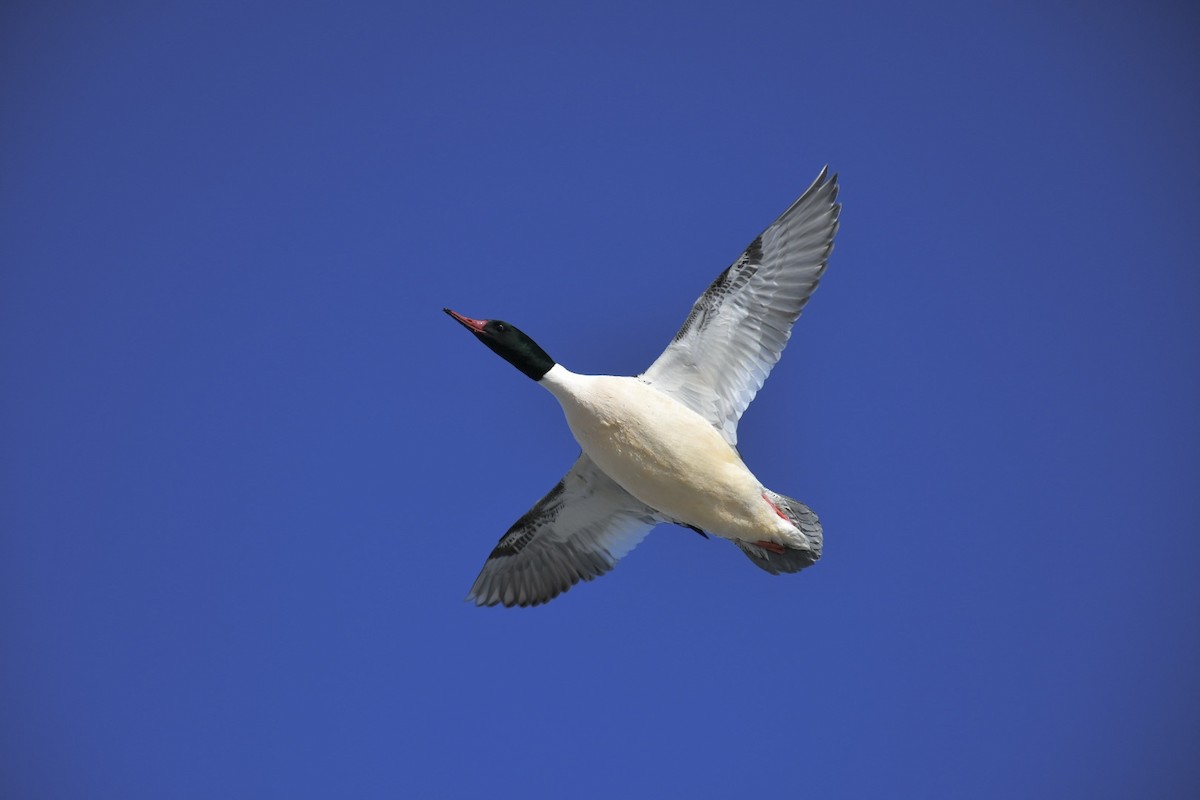 Common Merganser - ML629835298