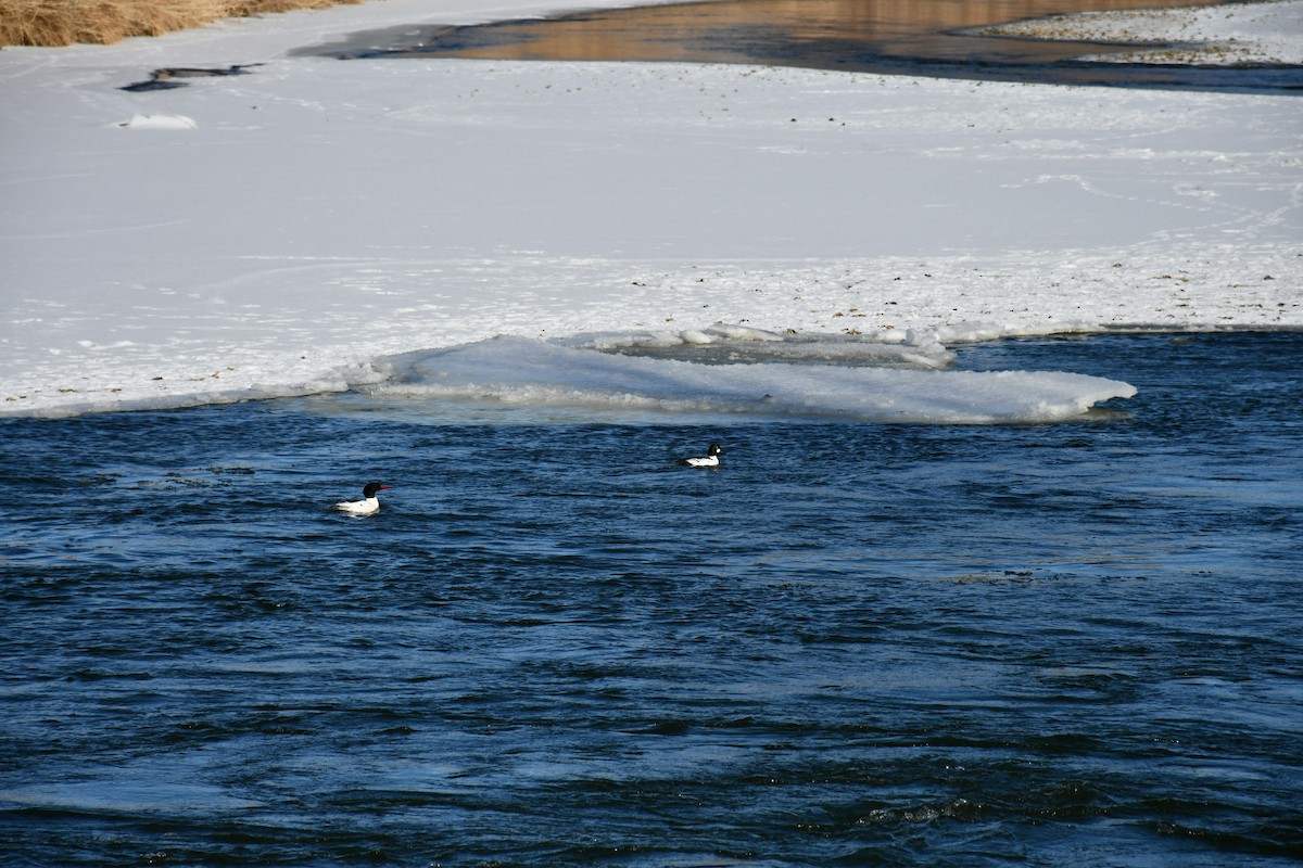 Common Goldeneye - ML629835314
