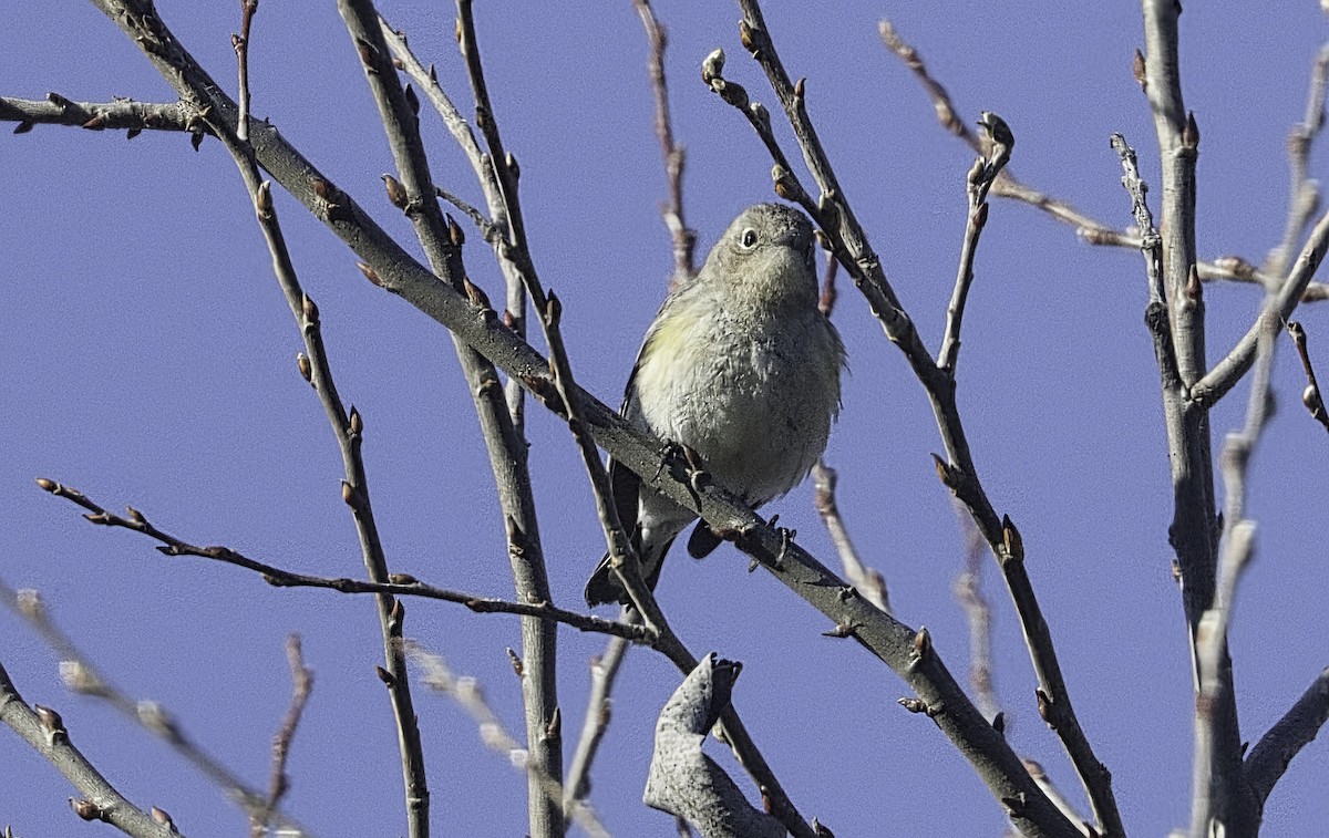 Yellow-rumped Warbler - ML629835727