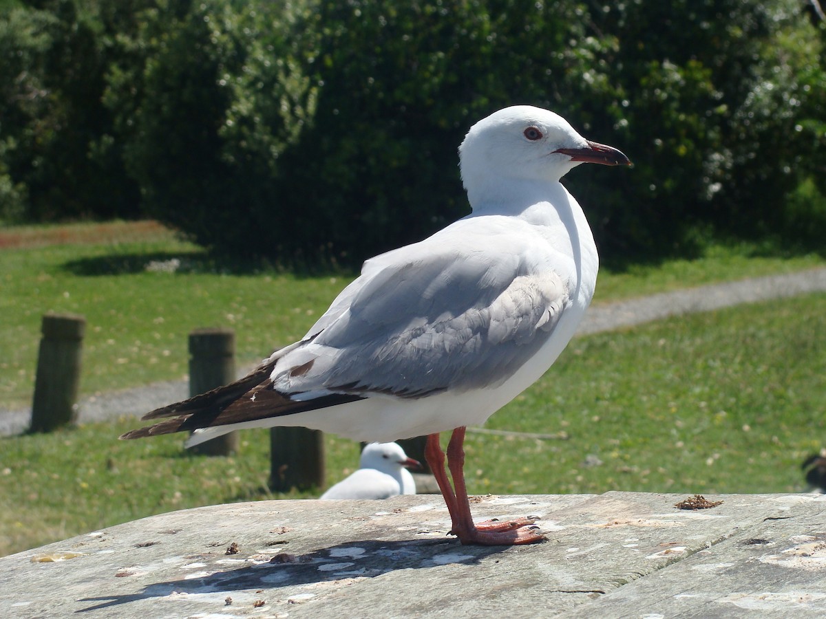 Silver Gull - ML629835923
