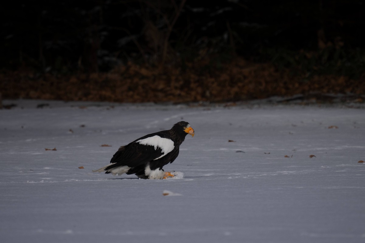 Steller's Sea-Eagle - ML629836035