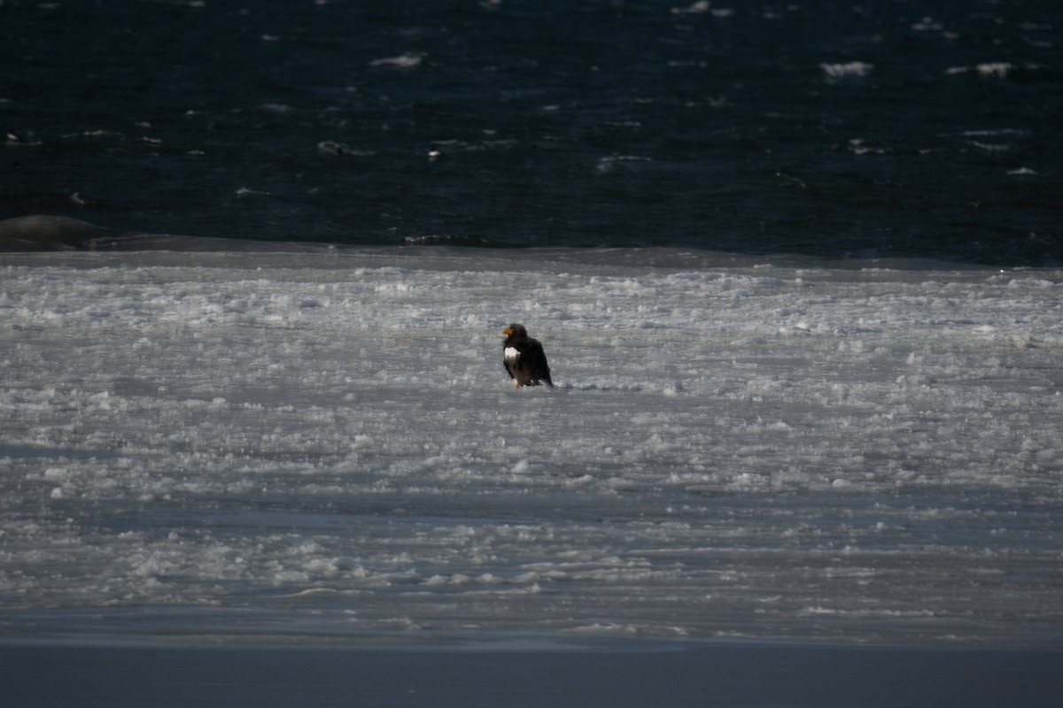Steller's Sea-Eagle - ML629836036