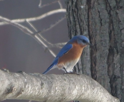 Eastern Bluebird - ML629836077