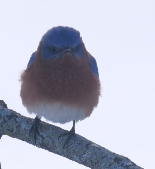 Eastern Bluebird - ML629836078