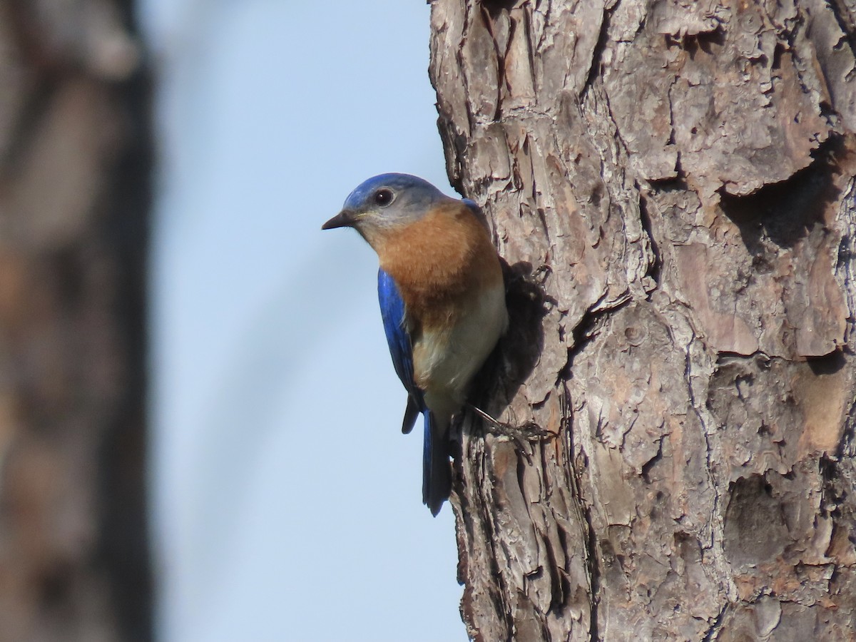 Eastern Bluebird - ML629836087