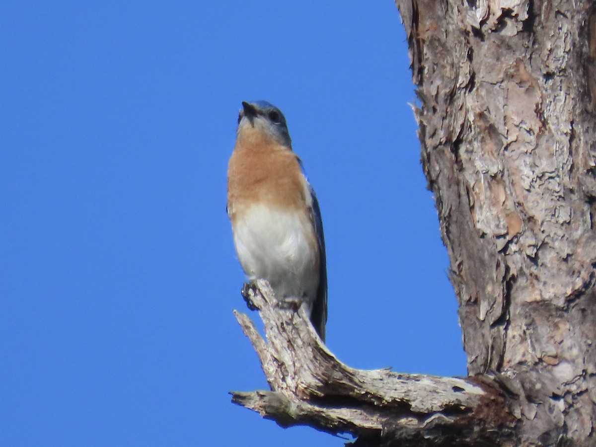 Eastern Bluebird - ML629836090