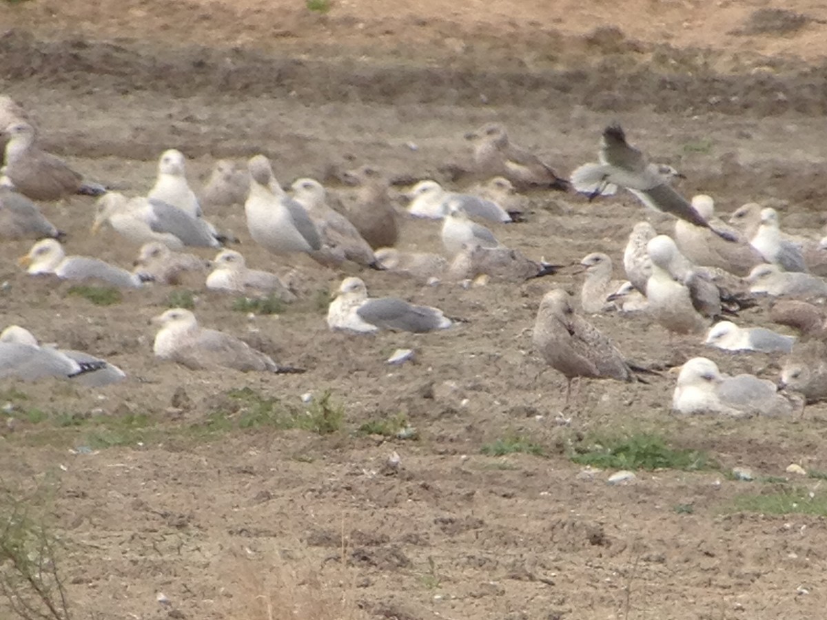 Vega Gull - ML629836114