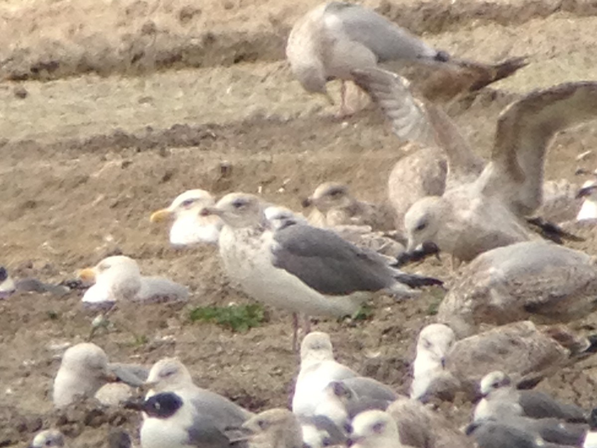 Vega Gull - ML629836123