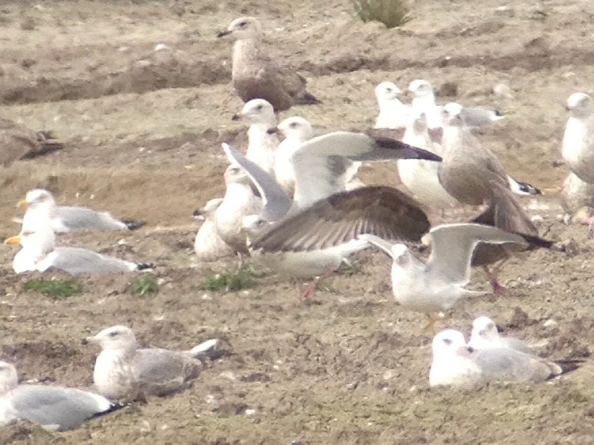 Vega Gull - ML629836125
