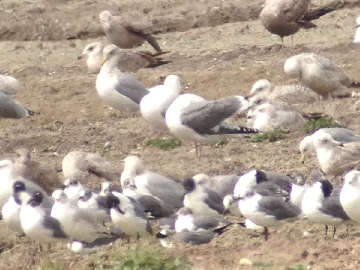 Vega Gull - ML629836142