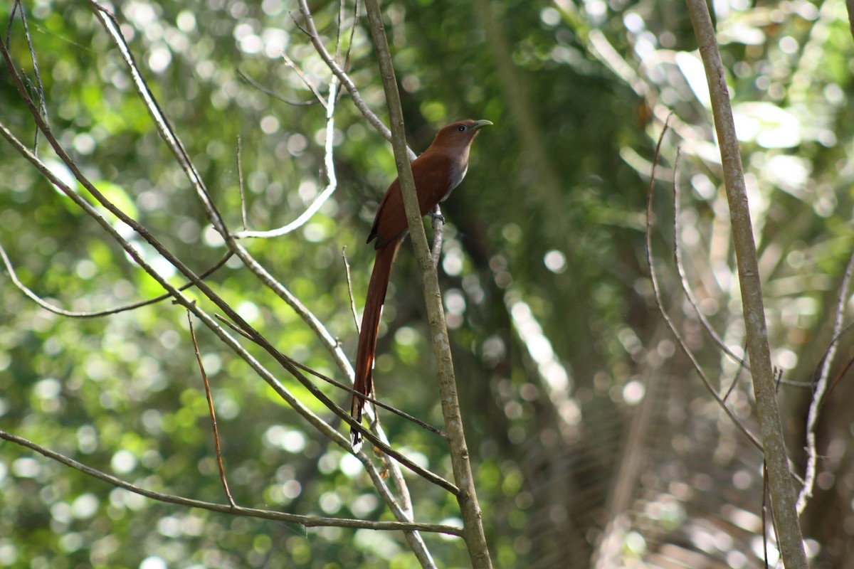 Squirrel Cuckoo - ML629836249
