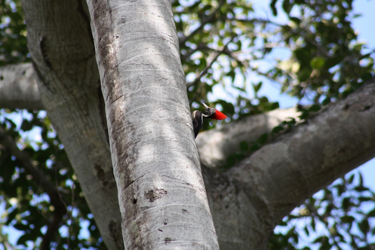 Pale-billed Woodpecker - ML629836271