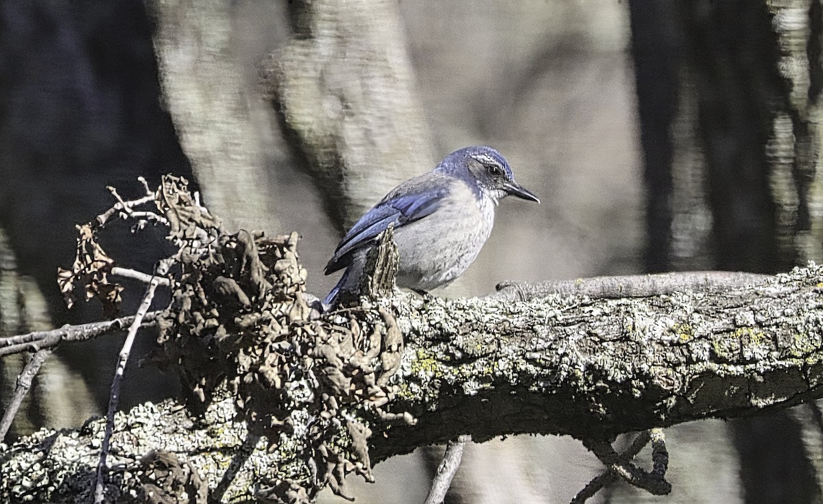 California Scrub-Jay - ML629836350