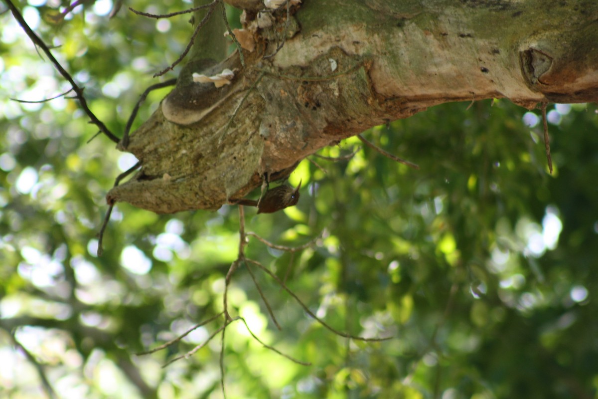 Ivory-billed Woodcreeper - ML629836351