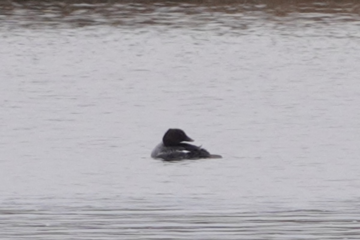 Common Goldeneye - ML629836359