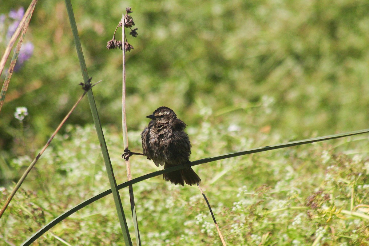 Yellow-winged Blackbird - ML629836389