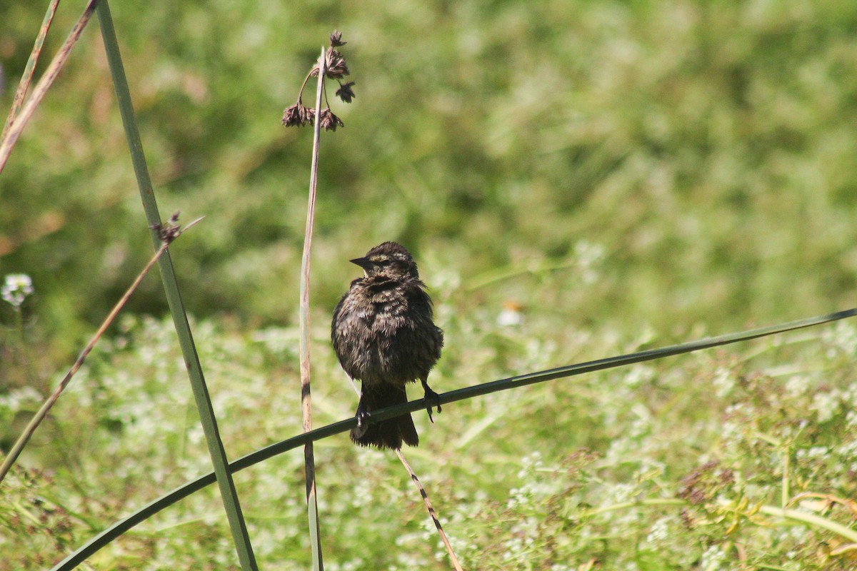 Yellow-winged Blackbird - ML629836390
