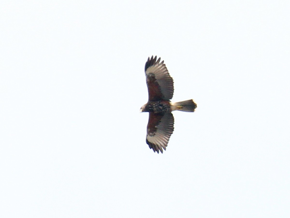 Harris's Hawk - ML629836394