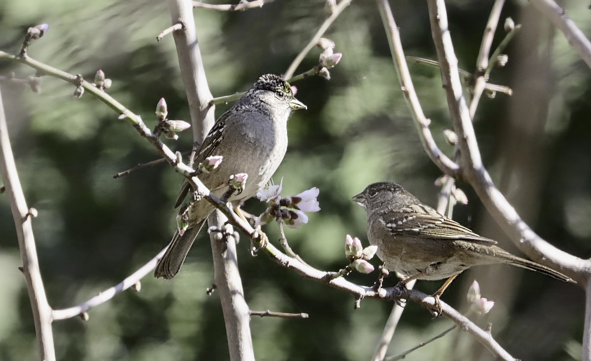 Golden-crowned Sparrow - ML629836426