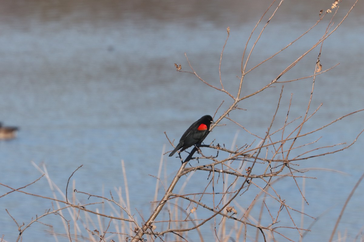 Red-winged Blackbird - ML629836522