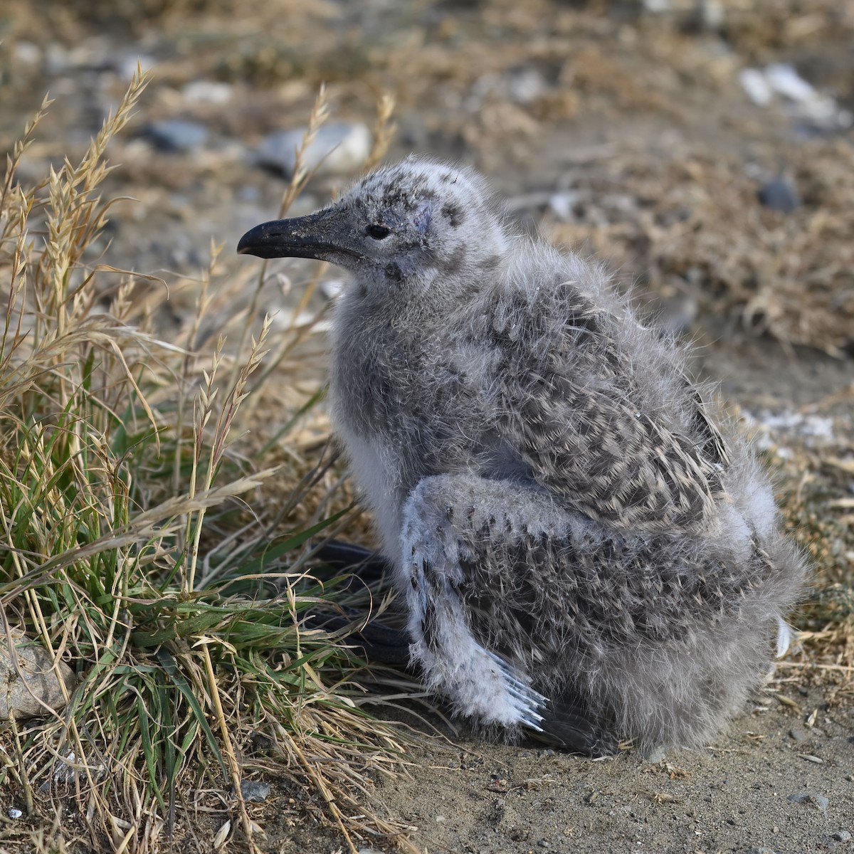 Kelp Gull Habitat