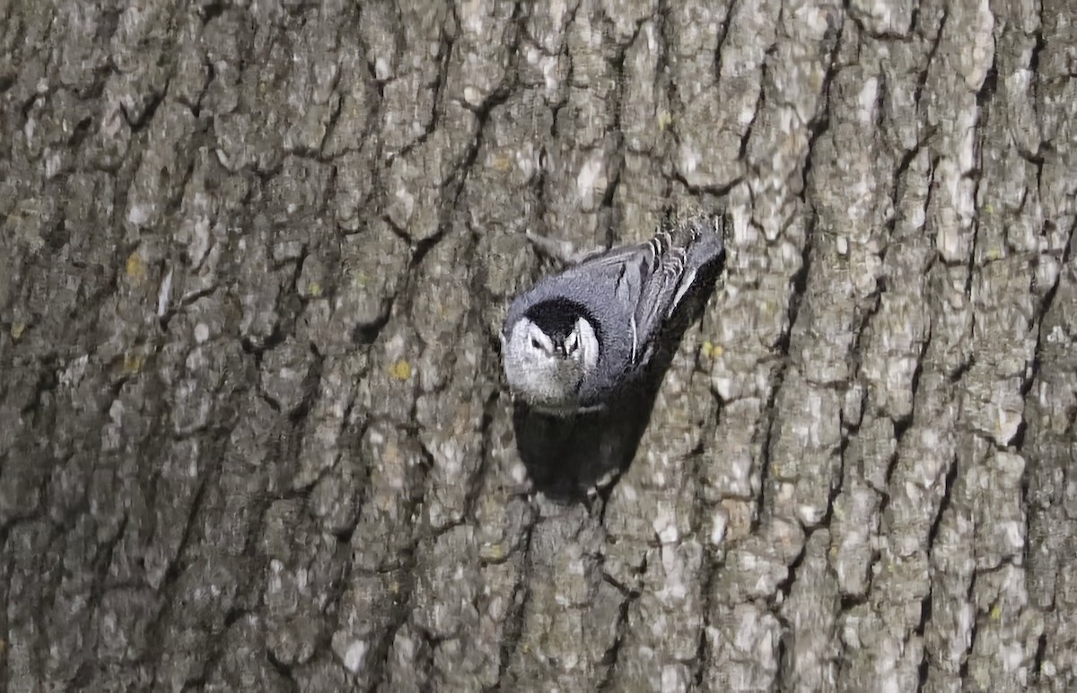 White-breasted Nuthatch - ML629836612