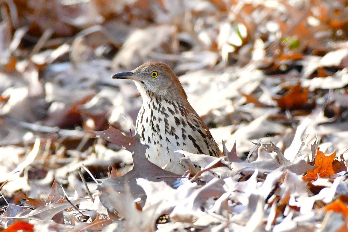brunspottefugl - ML629836760