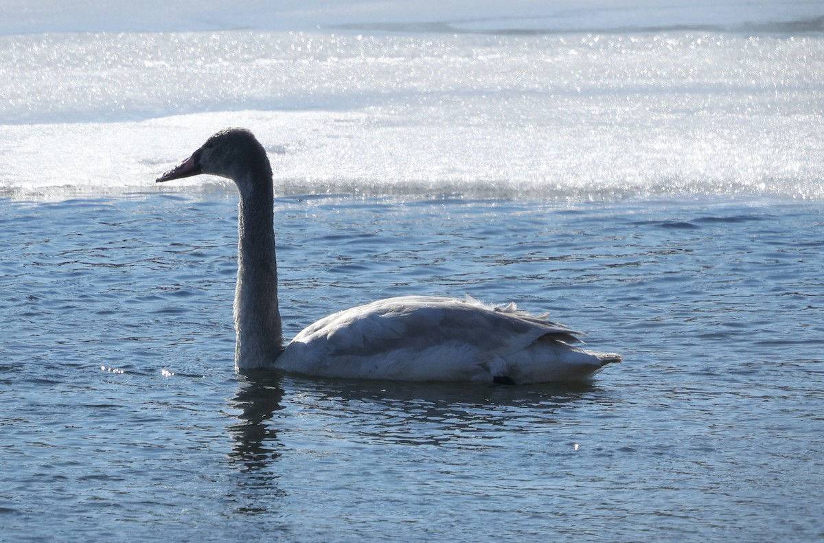 Tundra Swan (Whistling) - ML629836931