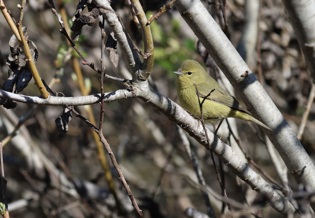 Orange-crowned Warbler - ML629836976
