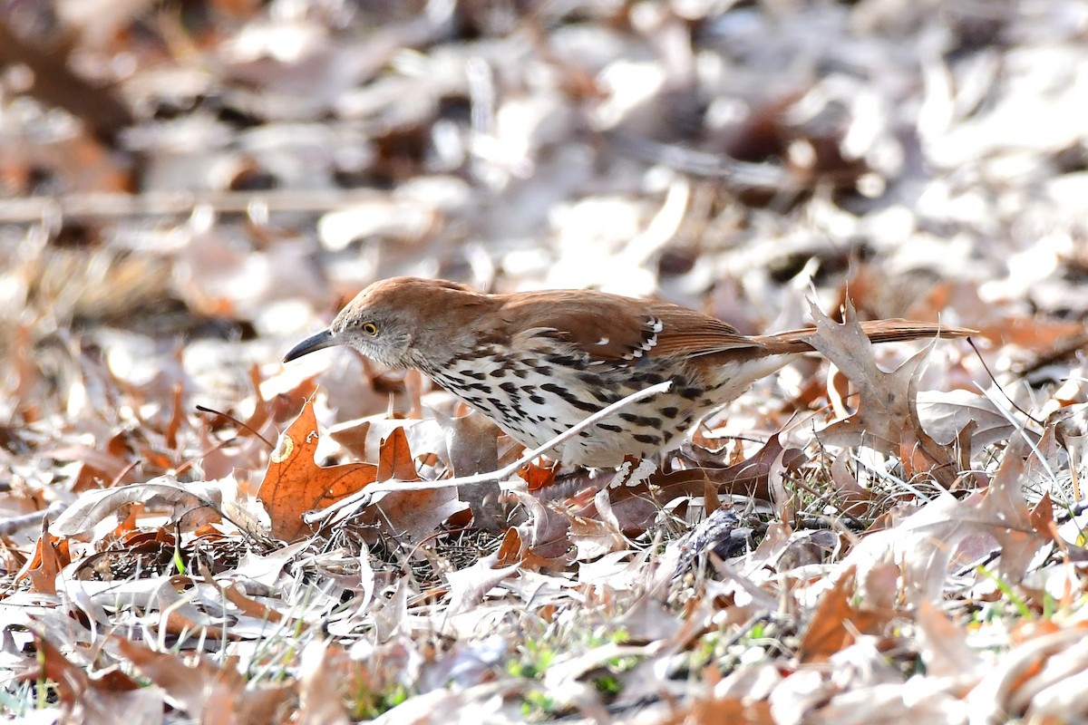 brunspottefugl - ML629837139