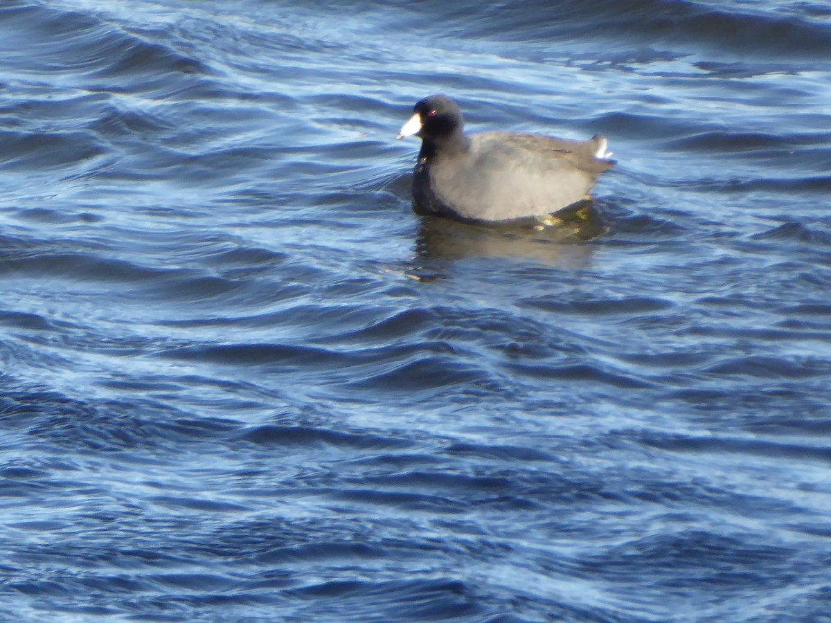 American Coot - ML629837311
