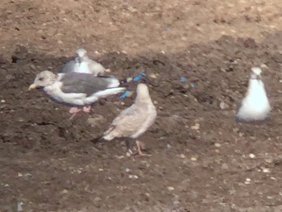 Vega Gull - ML629837730
