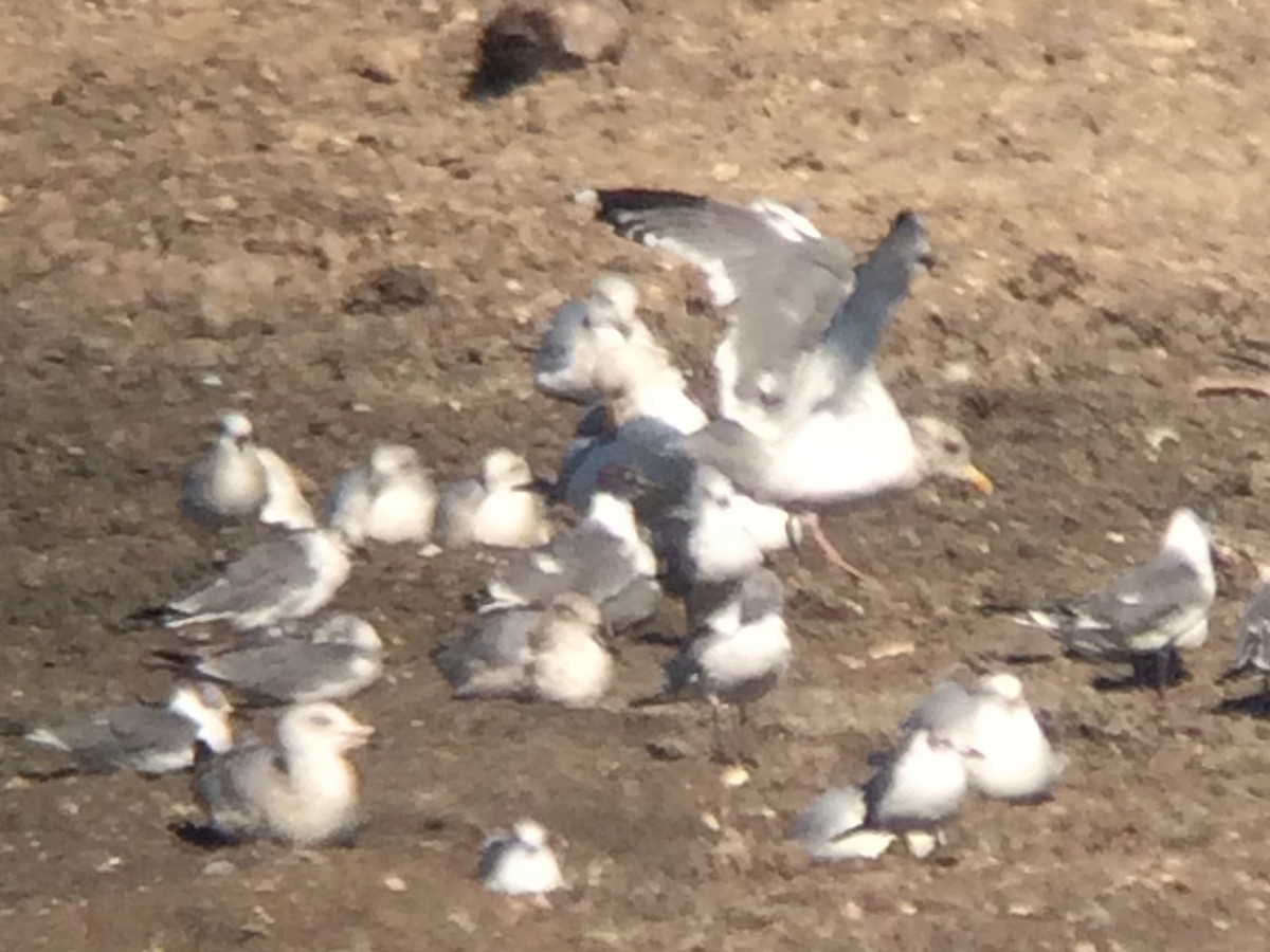 Vega Gull - ML629837746