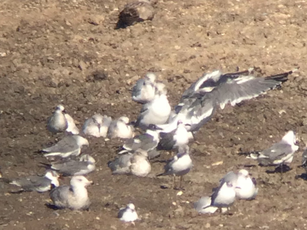Vega Gull - ML629837758