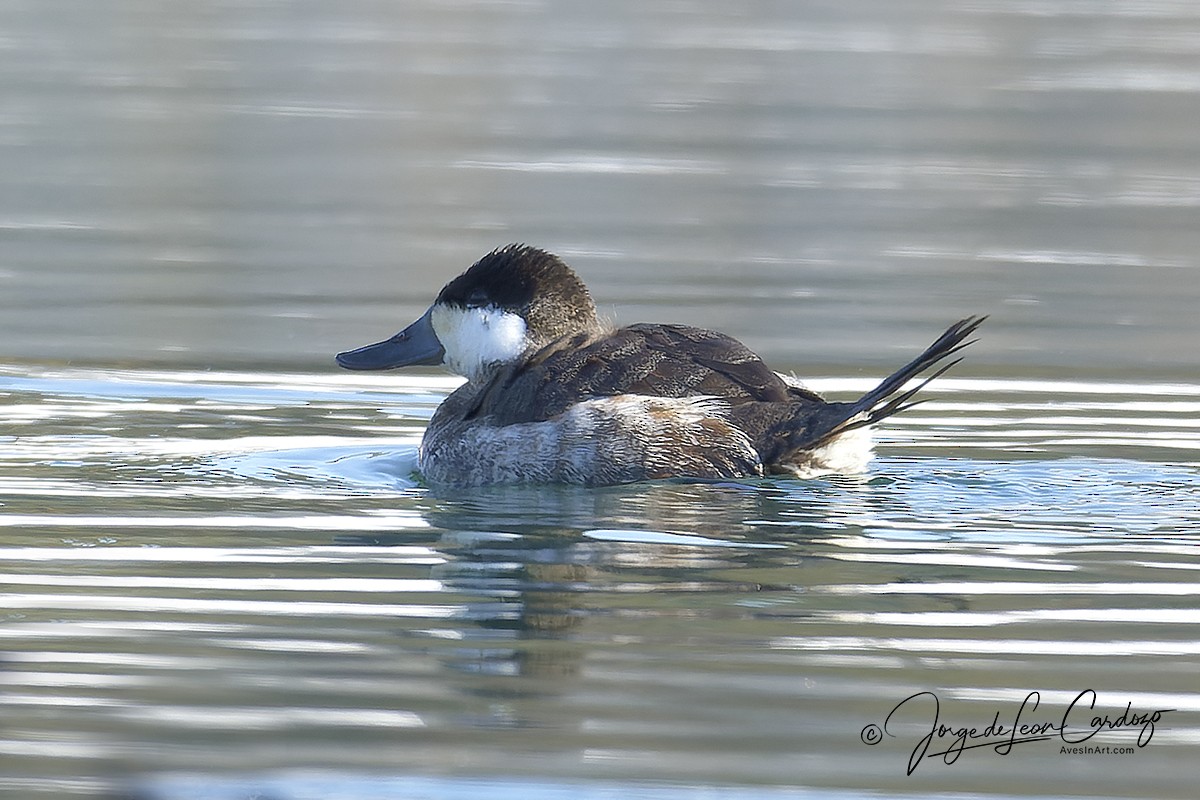 Ruddy Duck - ML629837861
