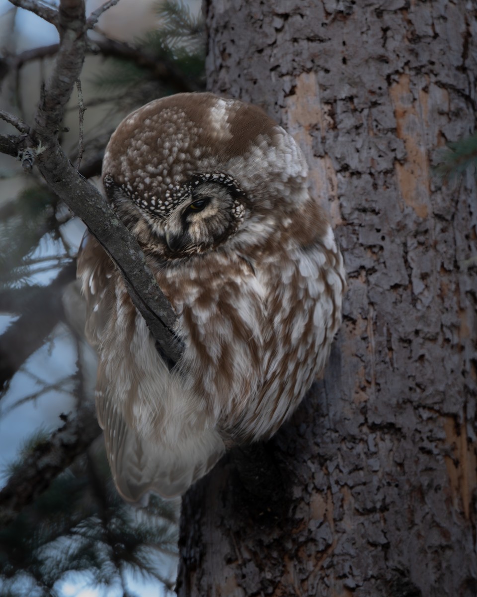 Boreal Owl - ML629838039