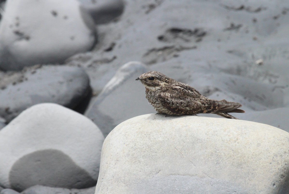 Lesser Nighthawk - ML629838560