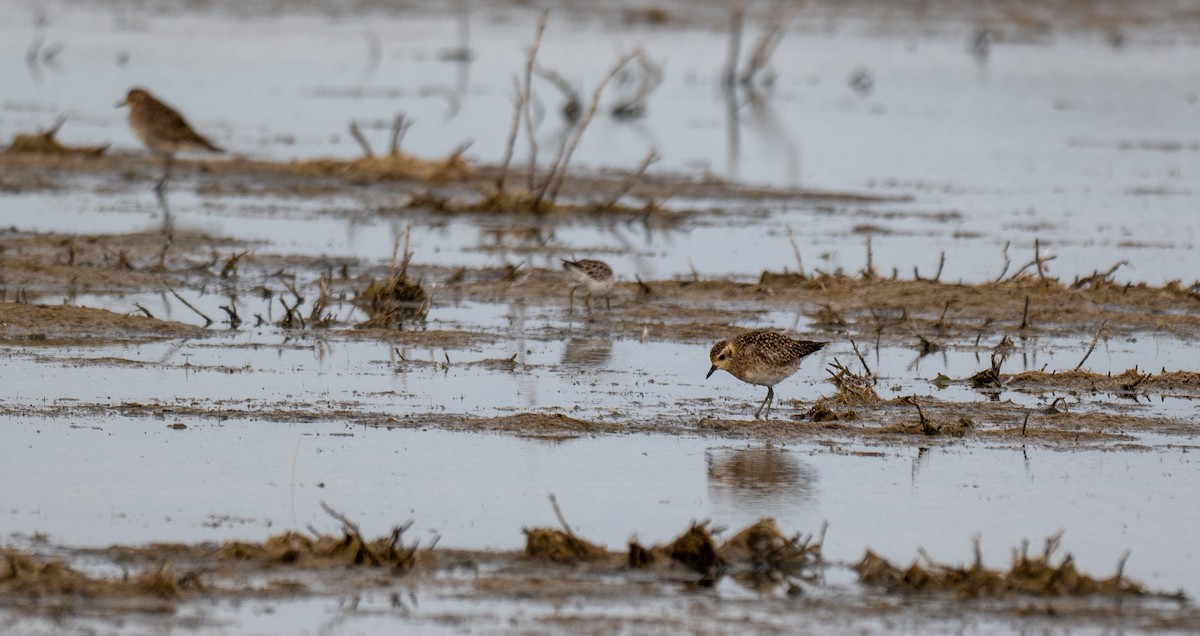 Pacific Golden-Plover - ML629838647